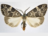 Galtara reticulata